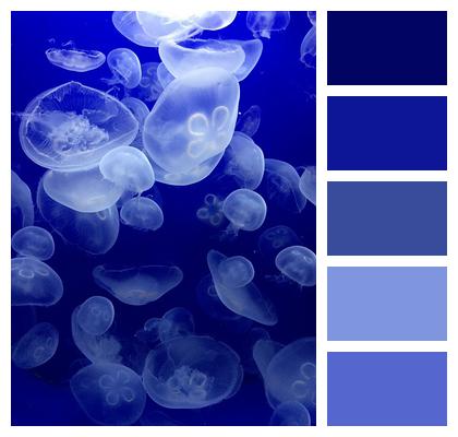 Sea Aquatic Animals Jellyfish Image
